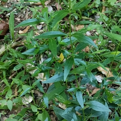 Andrographis paniculata