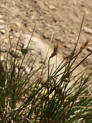 Juncus drummondii