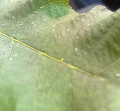 Monelliopsis pecanis