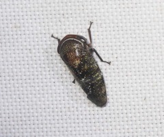 Drabescus