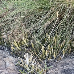 Caralluma