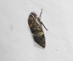 Drabescus
