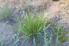 Dichanthelium depauperatum