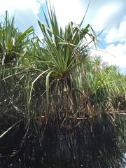 Pandanus helicopus