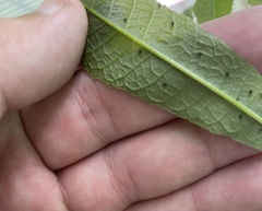 Melanocallis caryaefoliae