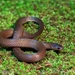 Linton's Dwarf Short-tail Snake - Photo (c) victor_jimenez_arcos, some rights reserved (CC BY-NC-ND), uploaded by victor_jimenez_arcos