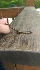 Thamnophis saurita septentrionalis