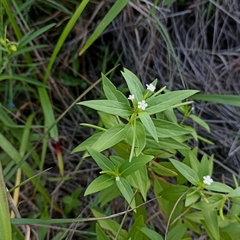 Catharanthus pusillus