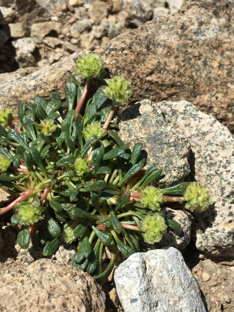 Mount Hood pussypaws from Kootenay Boundary, BC, Canada on July 16 ...