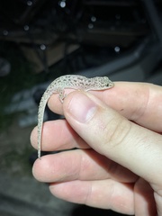 Hemidactylus parvimaculatus