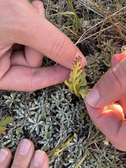 Botrychium hesperium