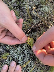 Botrychium hesperium