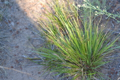 Dichanthelium depauperatum