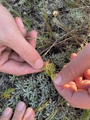 Botrychium hesperium