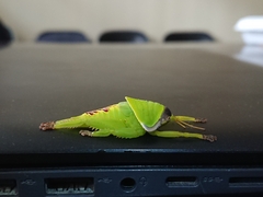 Pseudophyllus neriifolius