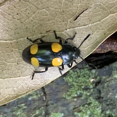 Episcapha xanthopustulata