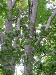 Fagus crenata