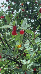 Lonicera microphylla