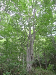 Fagus crenata