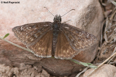 Erynnis persius