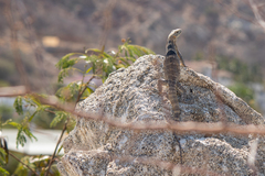 Ctenosaura hemilopha