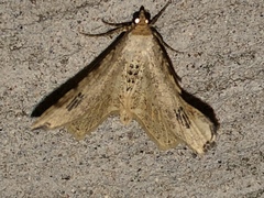 Macaria notata