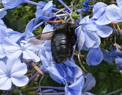 Xylocopa