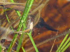Rana luteiventris