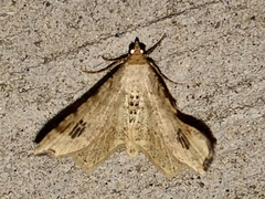 Macaria notata