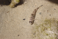 Yongeichthys nebulosus