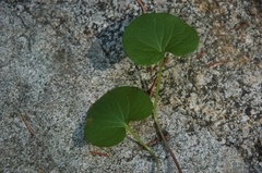 Viola epipsila