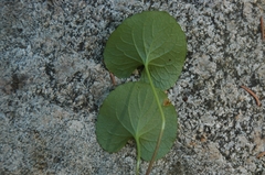 Viola epipsila