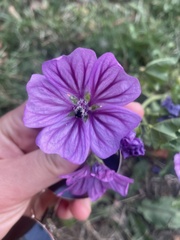 Malva sylvestris