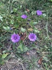Malva sylvestris