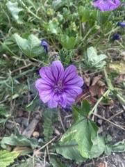 Malva sylvestris