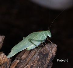 Microcentrum californicum