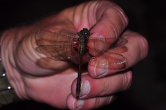 Neurocordulia yamaskanensis