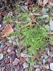Galium