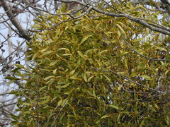 Viscum coloratum