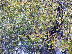 Viscum coloratum