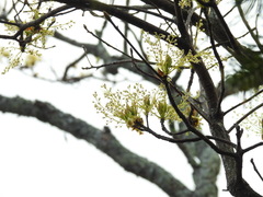 Sassafras randaiense