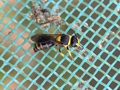Hylaeus pictus