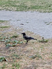 Corvus cornix