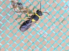 Hylaeus pictus