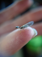 Xanthostigma