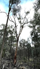 Eucalyptus chloroclada
