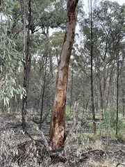 Eucalyptus chloroclada