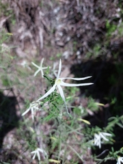 Anthocercis angustifolia