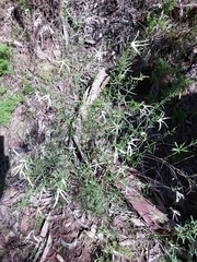 Anthocercis angustifolia
