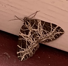 Eustroma reticulata